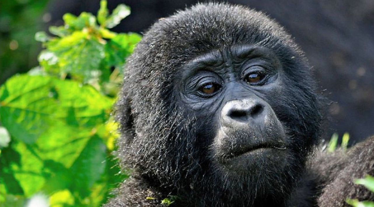 Tourist Activities to Do in Bwindi Impenetrable National Park: It is a remarkable destination famous for activities such as gorilla trekking