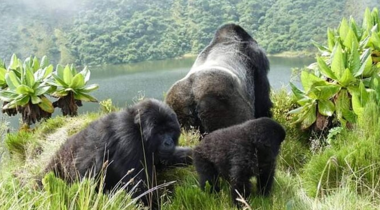 Can I trek gorillas in the afternoon in Rwanda? Since most travellers propose early morning gorilla trekking excursions