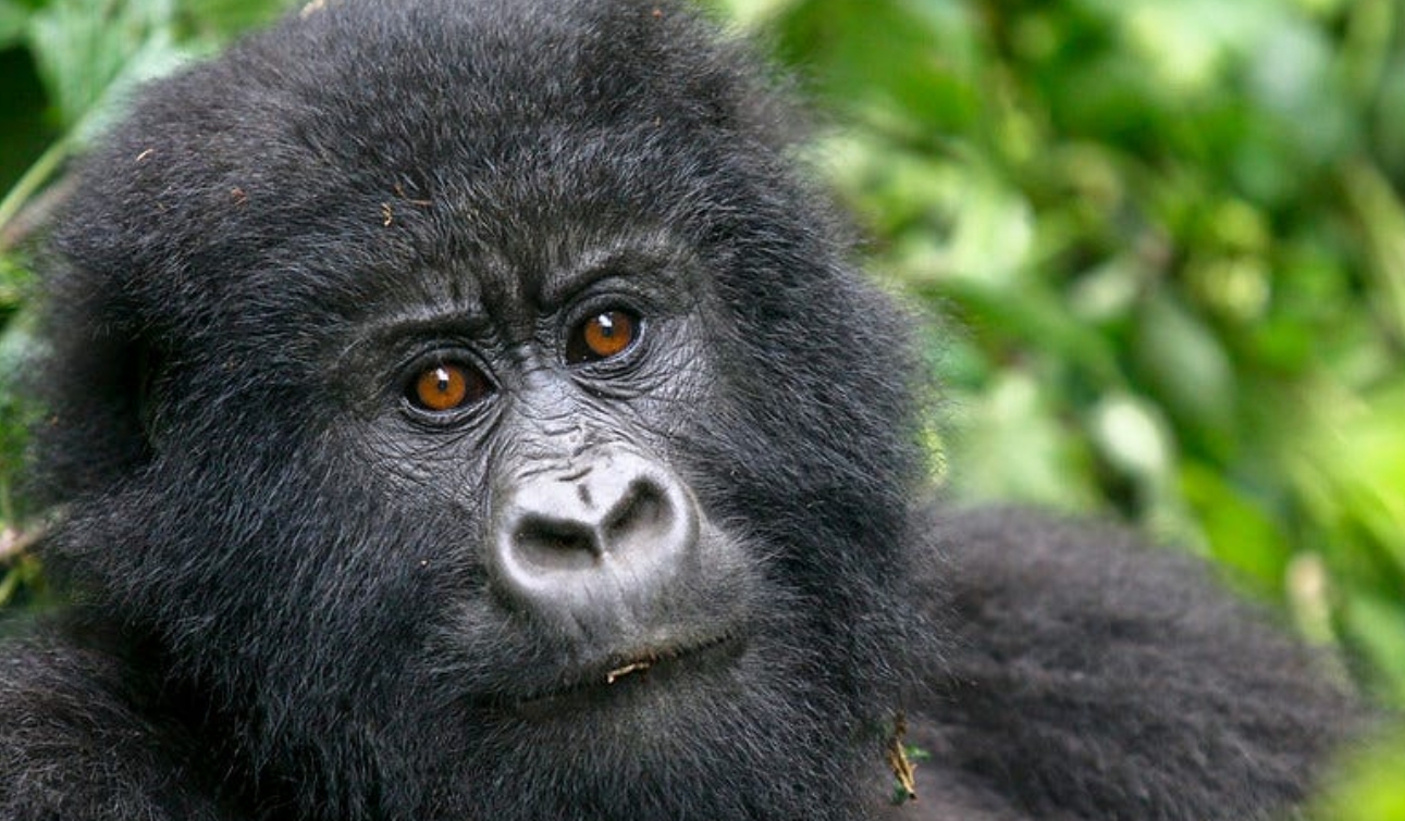 How Much Does a Gorilla Permit Cost in Rwanda? This article provides a comprehensive, up-to-date overview of gorilla permit costs in Rwanda and what the permit covers