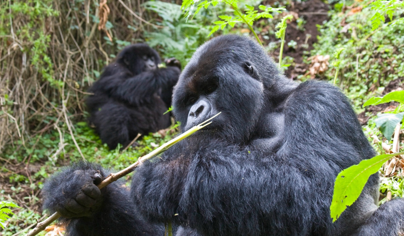 How to Book Gorilla Permits in Uganda? Travellers who are planning to do gorilla trekking in Uganda's two gorilla parks, Bwindi