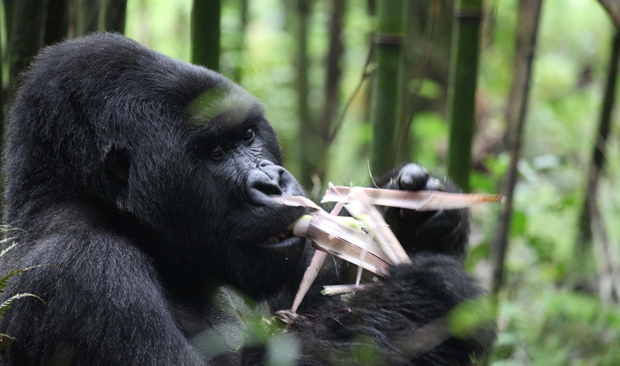 Best Time For Gorilla Trekking in Rwanda and A 3-Day Gorilla and Golden Monkey Itinerary: Rwanda is one of the world’s premier destinations