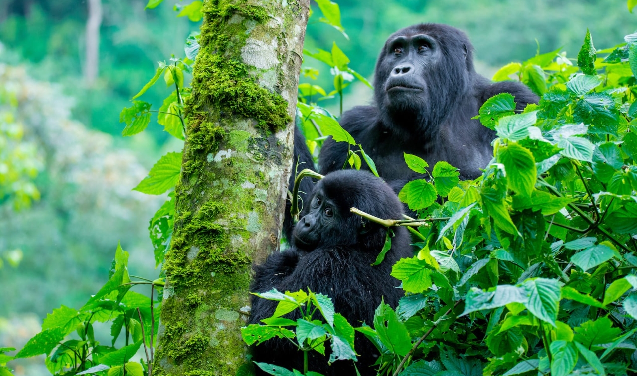 Best Time for Gorilla Trekking in Uganda: This is home to nearly half of the world’s mountain gorillas in Bwindi Impenetrable National Park