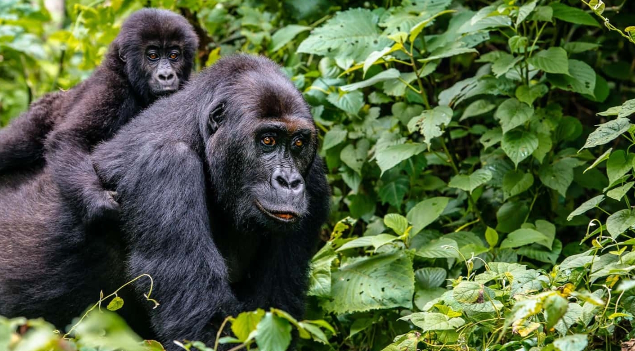 What is the minimum age for gorilla trekking in Rwanda? This is a once-in-a-lifetime wildlife experience that allows visitors to observe