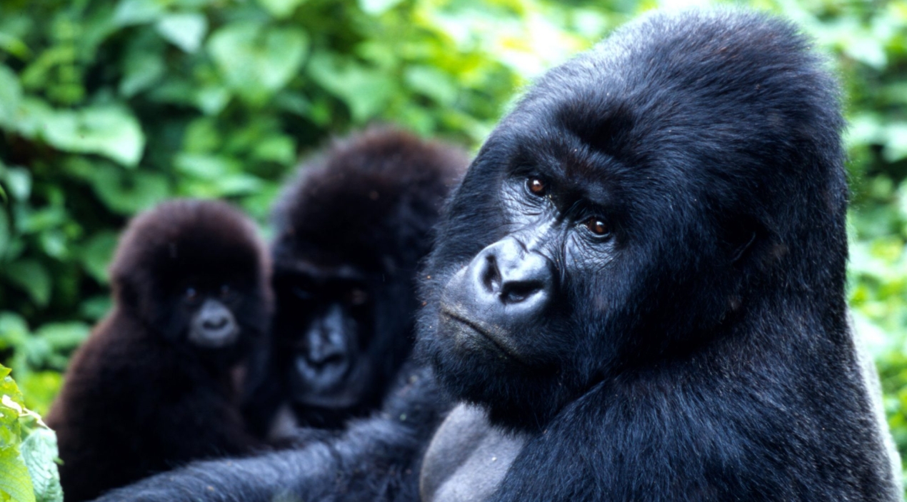 Where is gorilla trekking done in Africa? It is one of the most extraordinary wildlife experiences available anywhere on earth