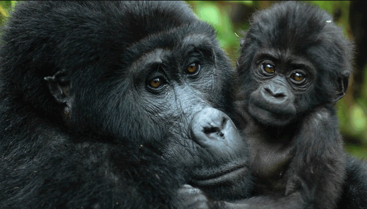 Why is Rwanda Famous for Gorilla Trekking? This article explores in depth the reasons Rwanda has become a global leader in gorilla tourism