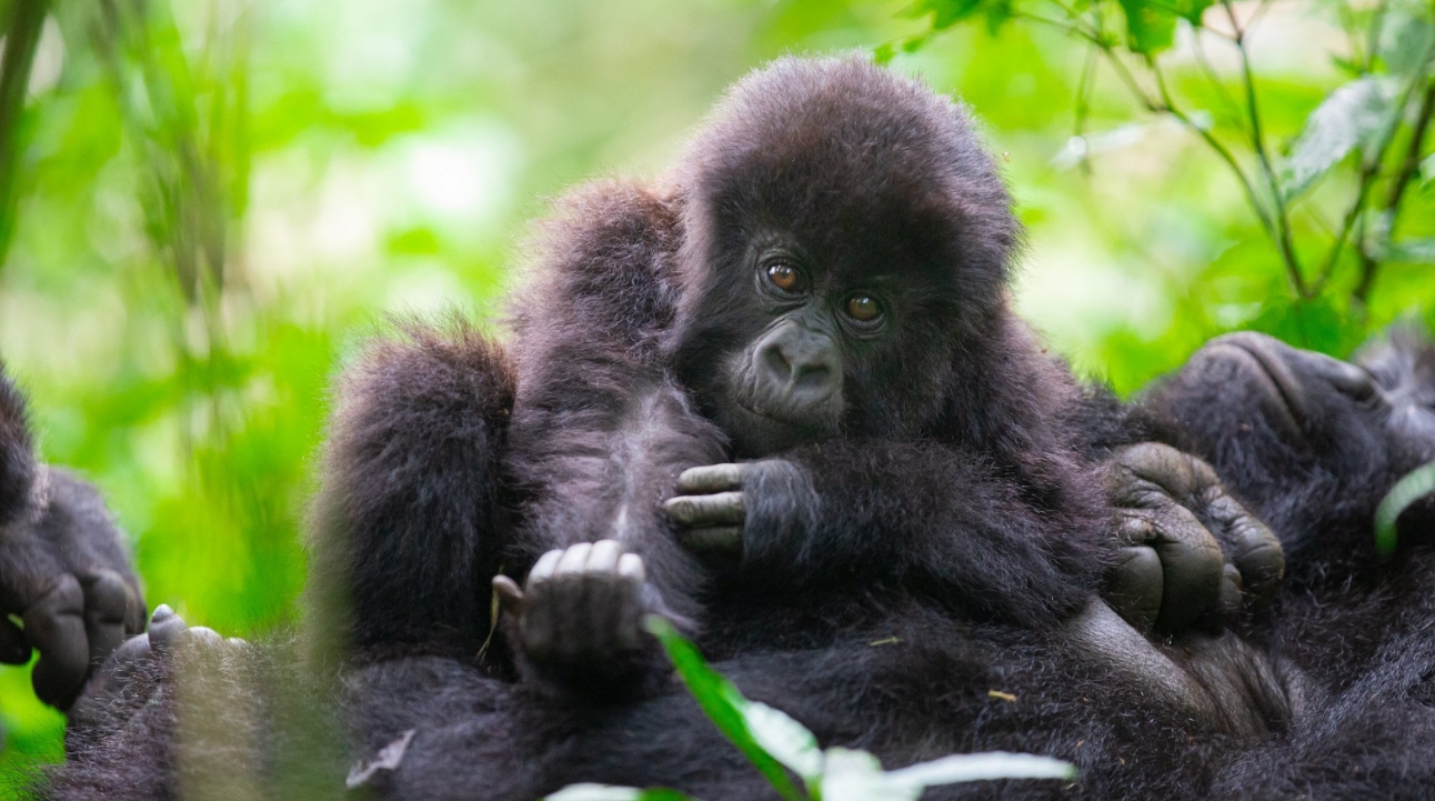 The Cost of Getting a Gorilla Permit in Uganda: Among the few gorilla trekking destinations in Africa that are regarded as the world's