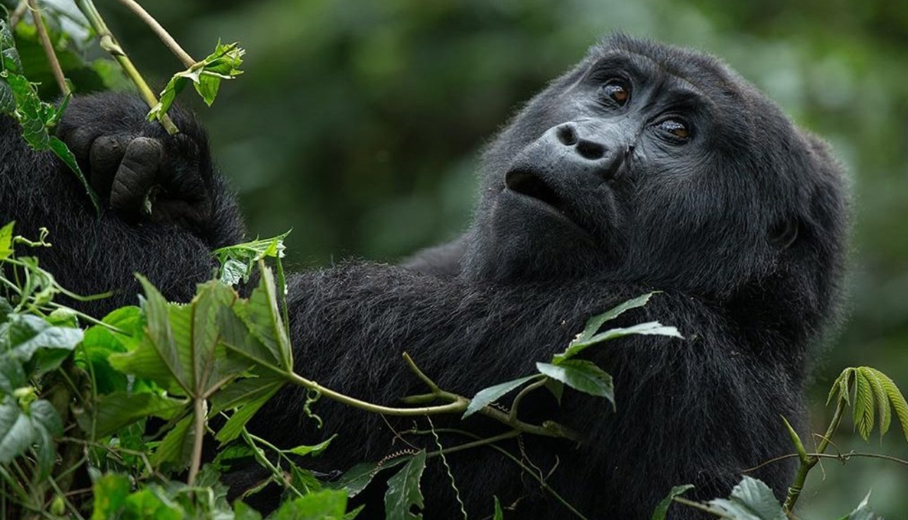 The Best Time for Gorilla Trekking in Congo: Primate trekking in the Democratic Republic of Congo is one of Africa’s most thrilling