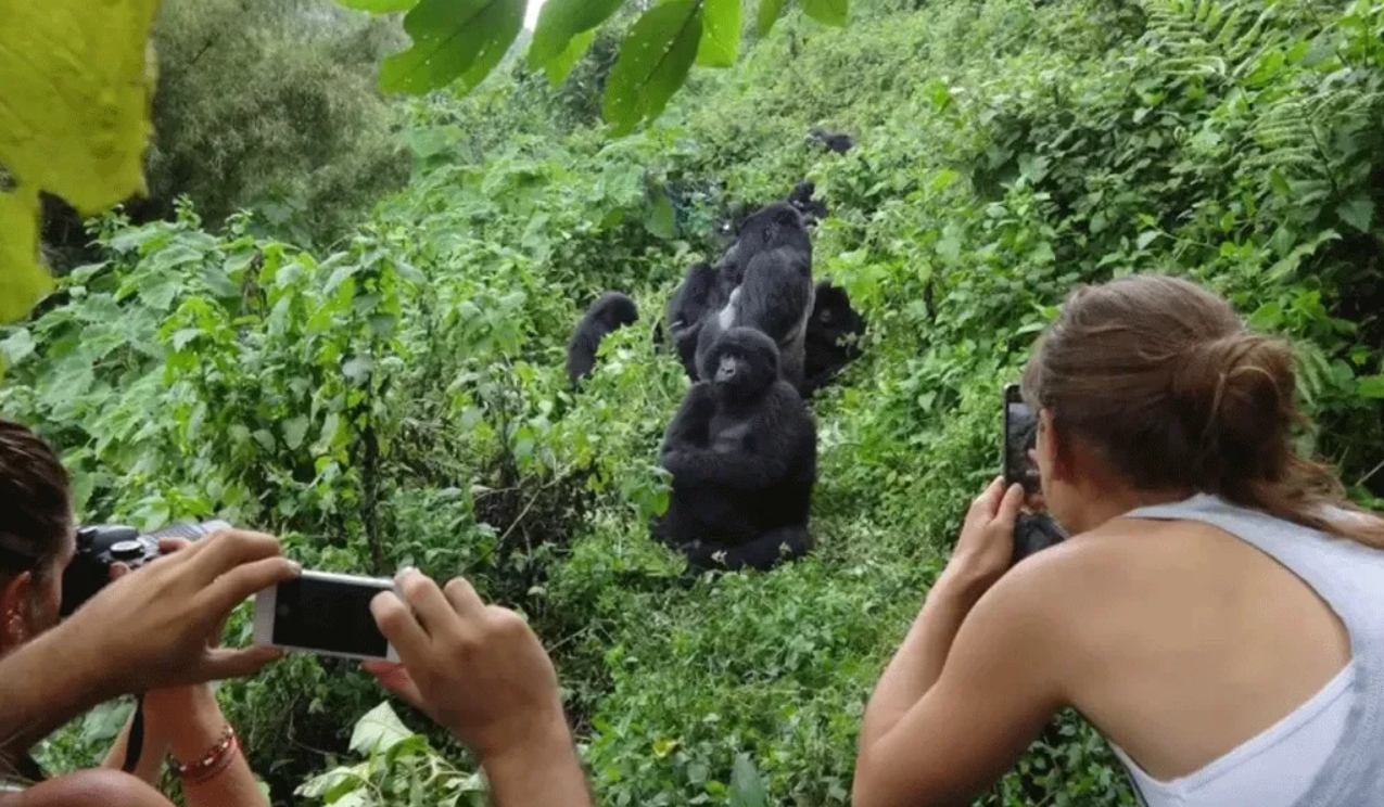 Is flash photography allowed during gorilla trekking in Rwanda? This is among the most captivating and exceptional wildlife