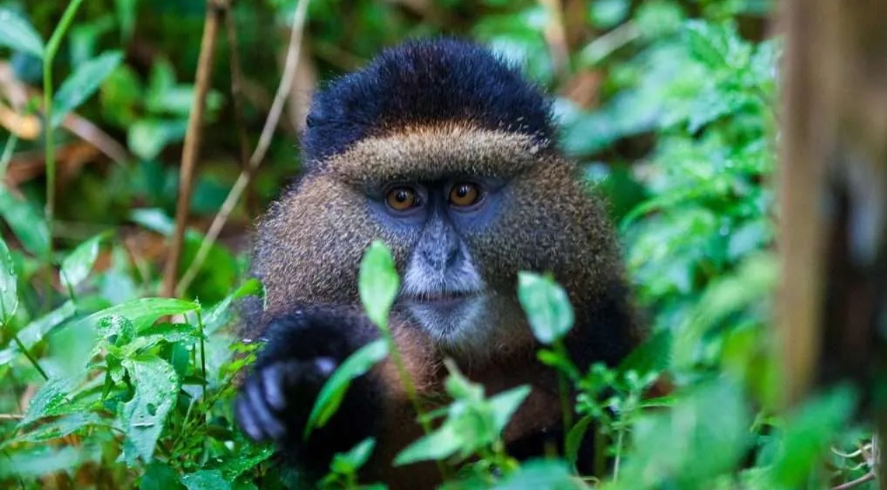 Can I combine gorilla trekking with golden monkey tracking? Gorilla trekking is one of the top safari experiences that has made Rwanda