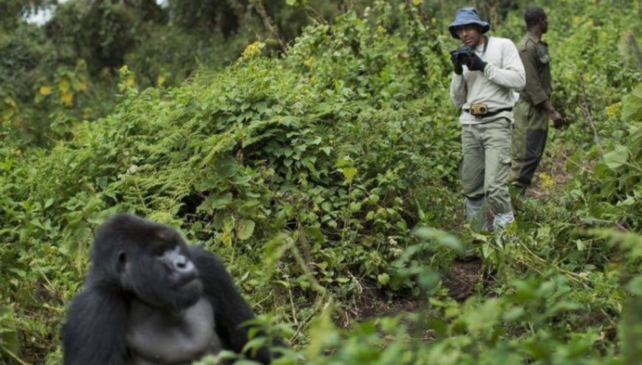 What Time Does Gorilla Trekking Start in Rwanda? Gorilla trekking is a remarkable adventure experience that is conducted in a few countries