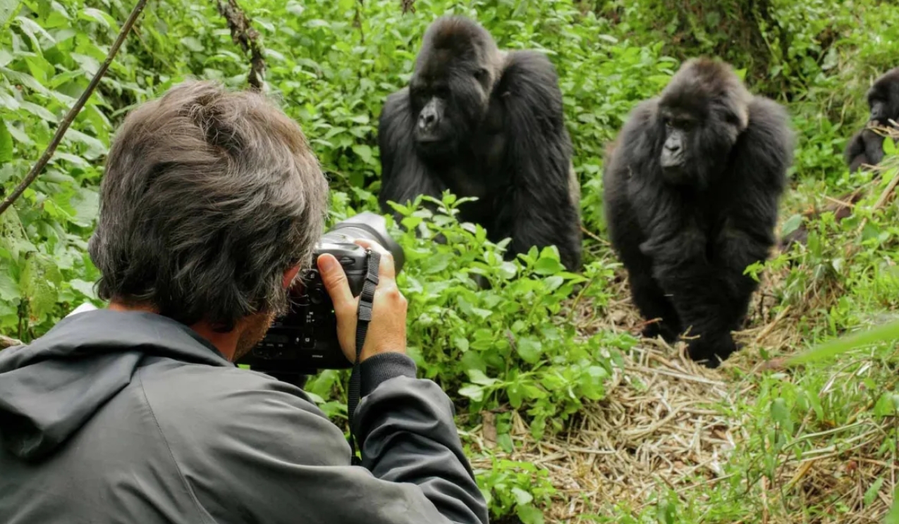 What are the rules for photographing gorillas in Rwanda? Wildlife photography, particularly of mountain gorillas, is one of the outstanding