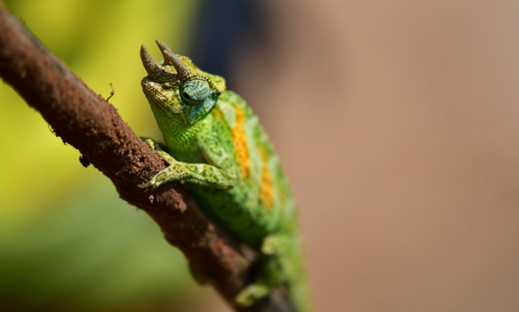 Threatened Amphibians in Bwindi Impenetrable National Park