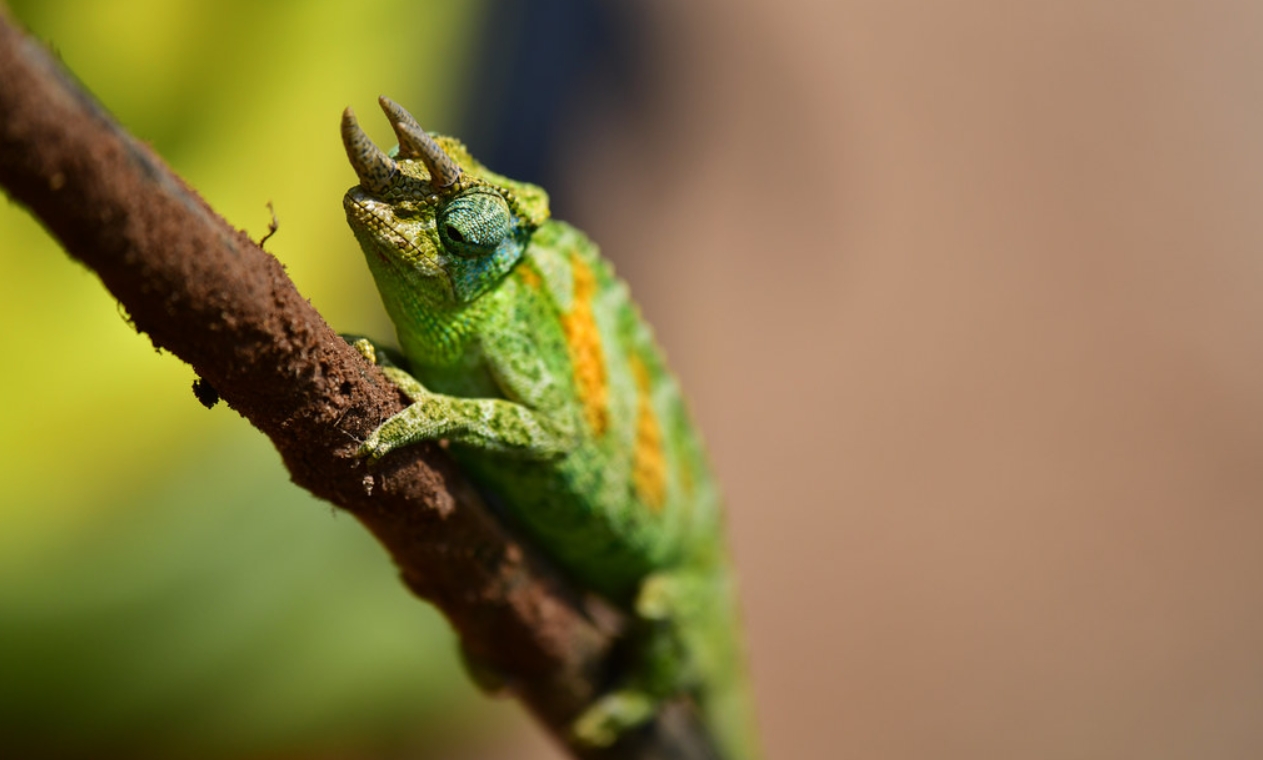 Threatened Amphibians in Bwindi Impenetrable National Park