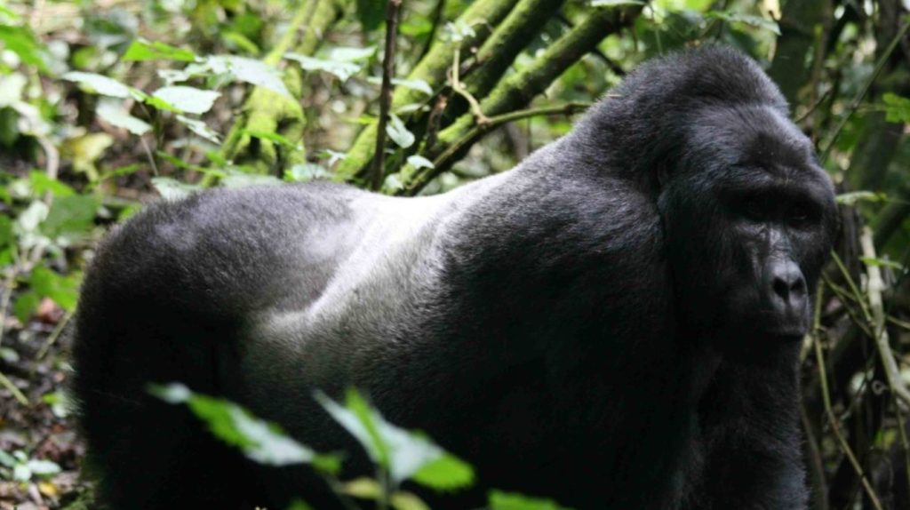 Best Gorilla Permits Tour Operators