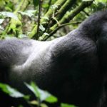 Best Gorilla Permits Tour Operators