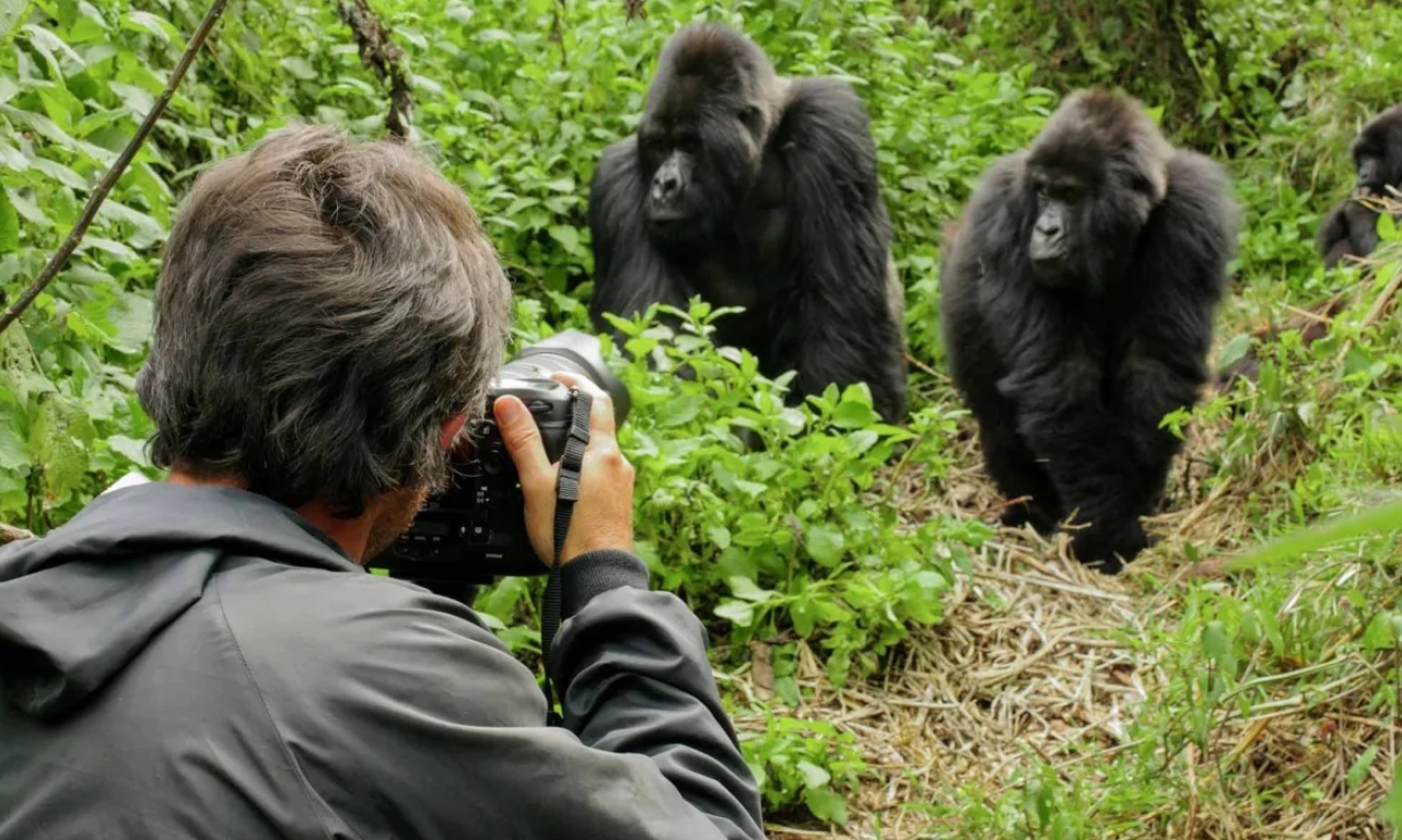Best Time to Trekk Gorillas In Bwindi