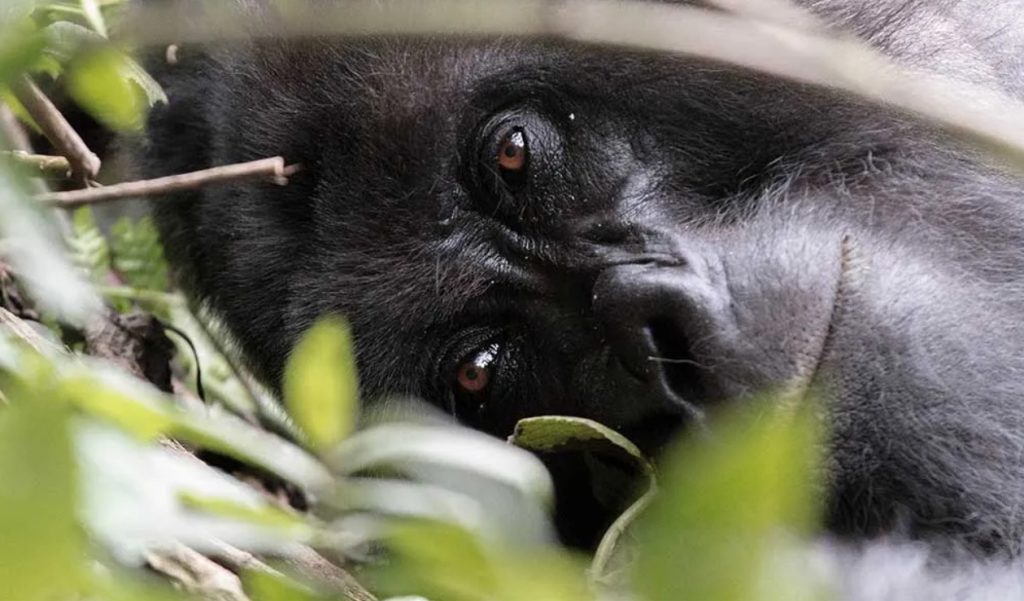 Bwindi Gorilla Permit Booking