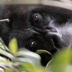 Bwindi Gorilla Permit Booking