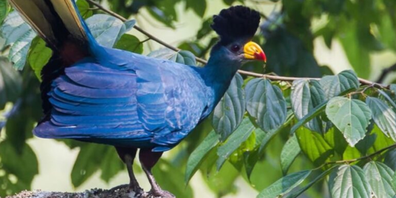 When to Go Birding in Bwindi